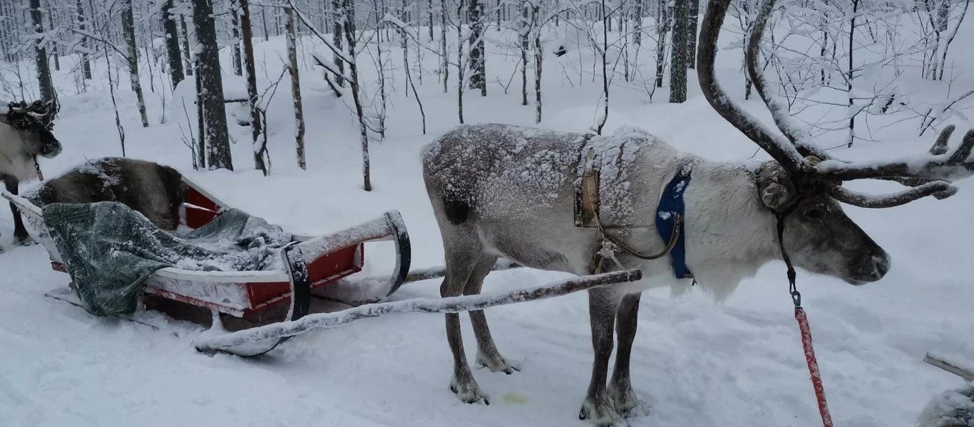 Bόρεια Ρωσία: Τάρανδοι σέβονται τους... κανόνες οδικής κυκλοφορίας (βίντεο)